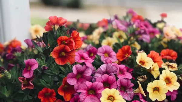 На зиму в петунии вношу стакан удобрения: эта подкормка есть на каждой кухне