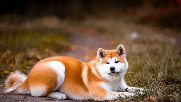 5 пород собак, которые линяют больше всего, но все равно мгновенно влюбляют в себя