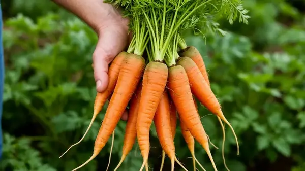 Урожаю моркови позавидуют даже соседи: какие сорта лучше сеять под зиму