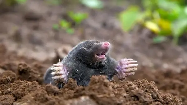 Почему заводятся кроты: как избавиться от животных гуманными методами