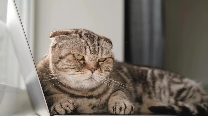 Чем отпугнуть кота, чтобы не метил территорию: 6 их нелюбимых запахов