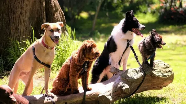 Самые послушные собаки в мире: рейтинг пород, которые легче всего поддаются дрессировке