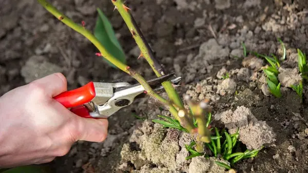 Какие растения всегда нужно обрезать в декабре: садоводы назвали 10