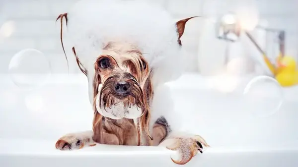 Собаки от которых не пахнет псиной: от каких пород не будет дома запаха