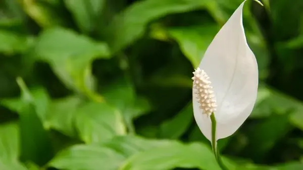 Эксперт предостерег, как избежать главной ошибки в уходе за спатифиллумом зимой