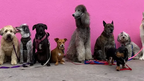 Гулять не просятся: 10 пород собак, которые любят сидеть дома