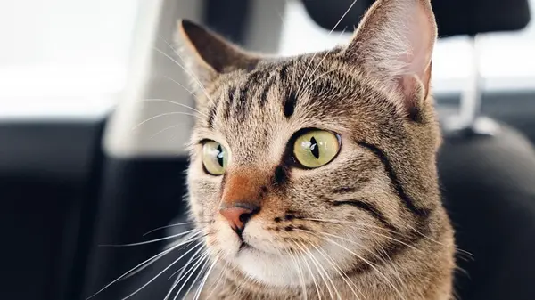 Не покупайте этого котам: ветеринары предупредили об опасных товарах