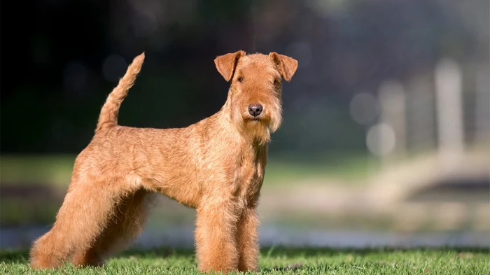 Породы собак, которые способны прогнать мышей и вредителей из дома