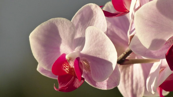 Орхидея пышно зацветет, если зимой сделать одну процедуру: эксперт поделилась опытом