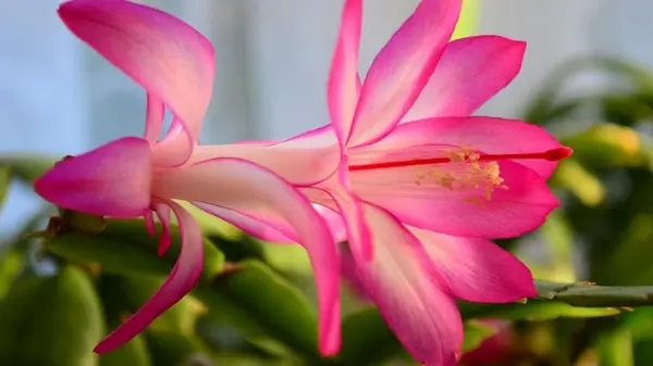 Садовод раскрыл профессиональный секрет, чтобы получить цветущий рождественник в Новый год