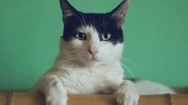 Пять вещей, которые коты делают ежедневно, и ни при каких обстоятельствах нельзя им мешать