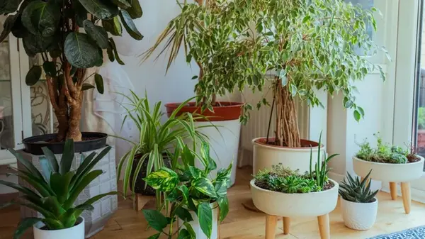 Какие комнатные растения идеально подойдут для начинающих: эксперты назвали топ-10