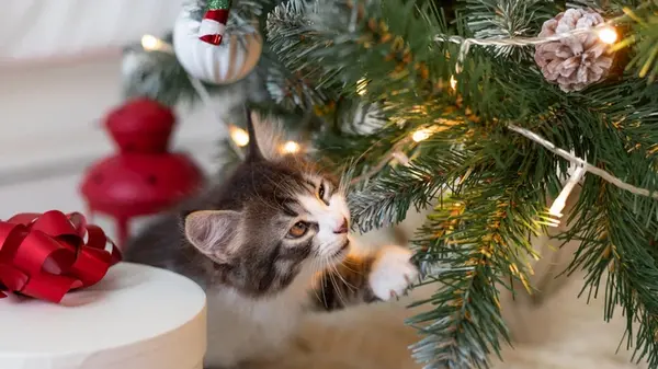 Рождественские украшения, вредящие животным: названы пять самых токсичных растений