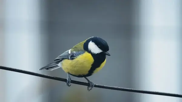 Чем кормить синичек: «золотые правила» от орнитолога, чтобы не убить птиц