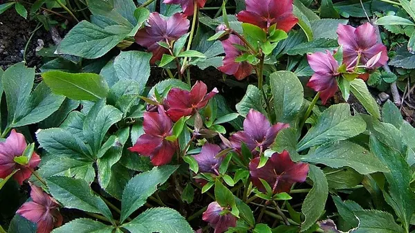 Пять выносливых зимних растений, которые добавят красок саду уже в декабре