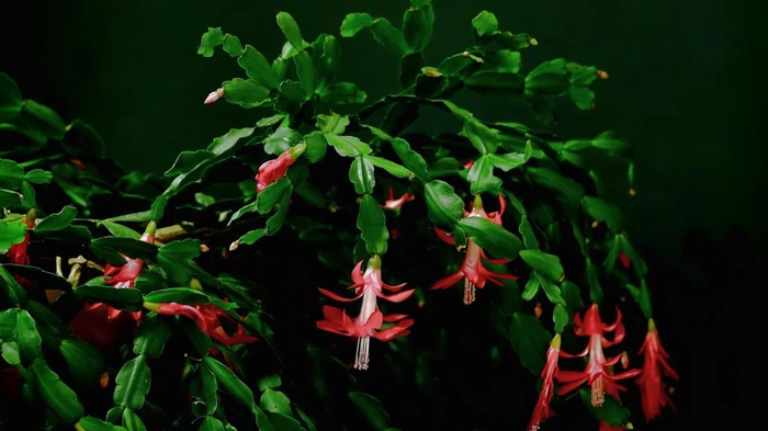 Популярный лайфхак не работает: как не испортить декабрист к Рождеству