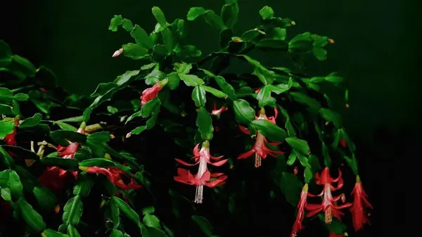 Популярный лайфхак не работает: как не испортить декабрист к Рождеству