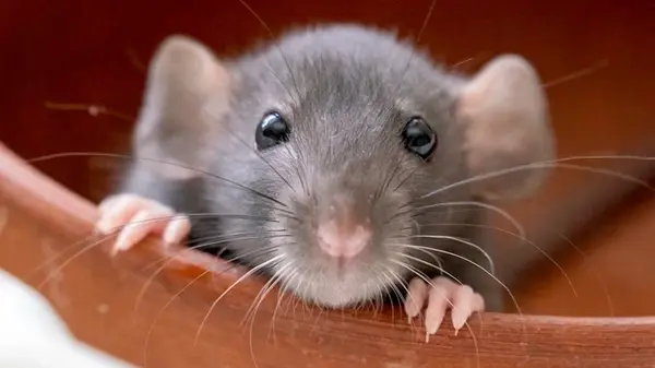 Разложите пакетики чая и живите спокойно: мыши и крысы навсегда покинут вашу усадьбу