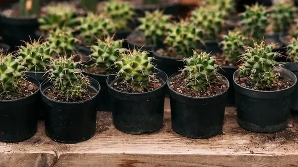 Зачем кактусу колючки и чем грозит их потеря: невероятные факты