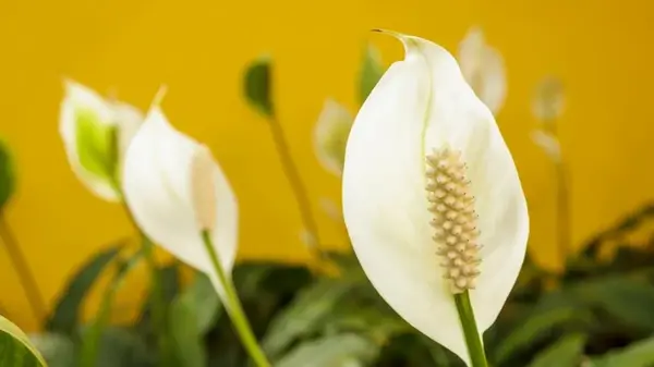 Эксперты дали действенные советы, чтобы спатифиллум цвел даже зимой