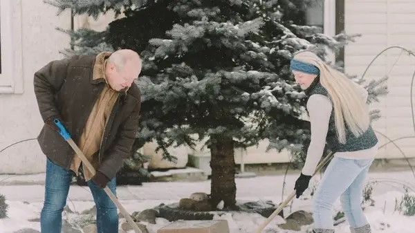 Лунный посевной календарь на январь: когда сеять рассаду томатов, перца, баклажанов в 2026 году