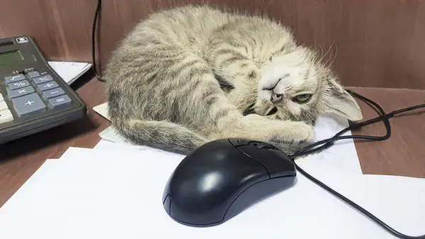 Почему коты любят залезать в странные места: ветеринары назвали 4 главных причины