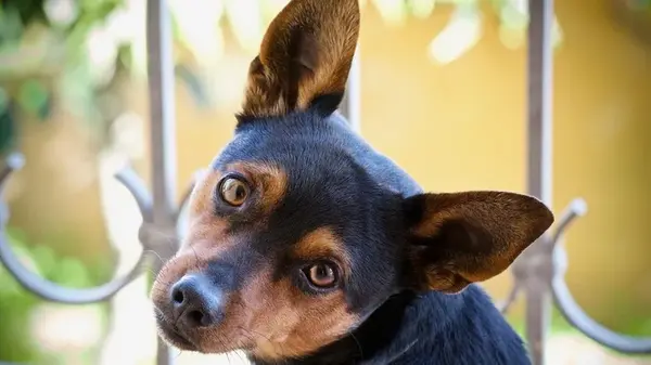 Закапывает кости и тащит игрушки под диван: объяснение поведения собаки, которое удивит