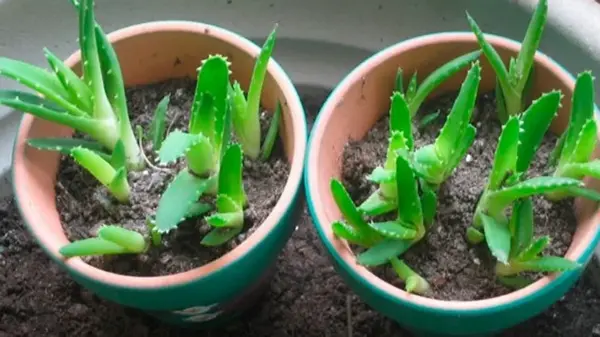 Как размножить алоэ с листа