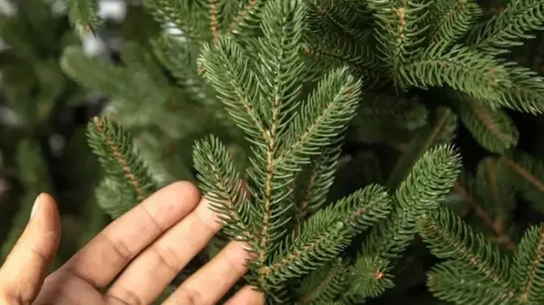 Ель, пихта или сосна — какая разница между ними: какое дерево выбрать для Нового года