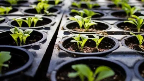 Какие цветы посеять в январе: 7 растений, которые украсят вашу клумбу