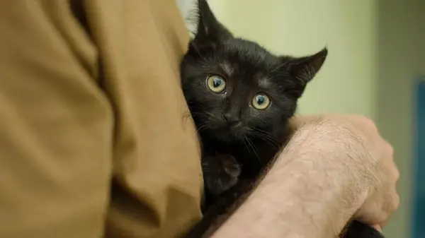 Почему кот не любит, когда его держат на руках: ветеринары перечислили 6 причин
