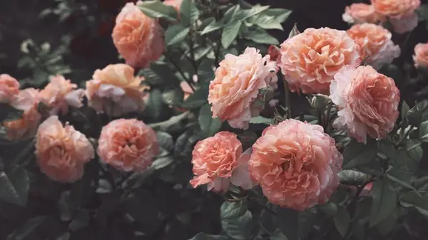 Розы зимой: когда надо начинать подрезать и укрывать кусты роз