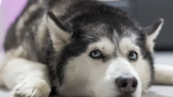 Не боятся холода: 6 пород собак, созданных для снежной зимы