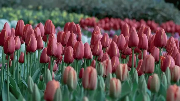 5 цветов, которые можно посадить в январе, чтобы весна пришла в ваш сад раньше