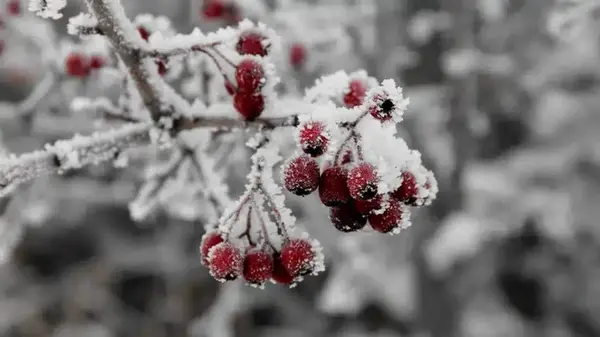 Гороскоп на январь 2026 года: что ждет всех знаков зодиака этого месяца