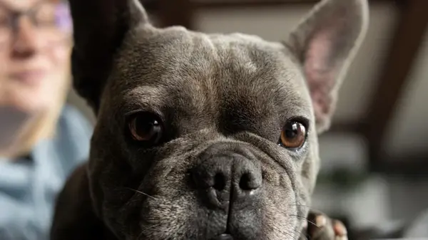 Какую собаку подарить бабушке или дедушке: 10 лучших пород для пенсионеров