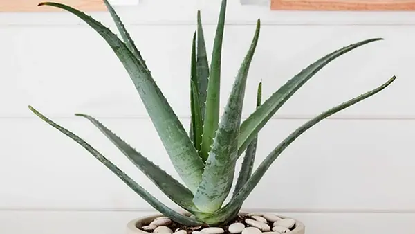 Почему сохнет алоэ и как его спасти: 7 простых шагов