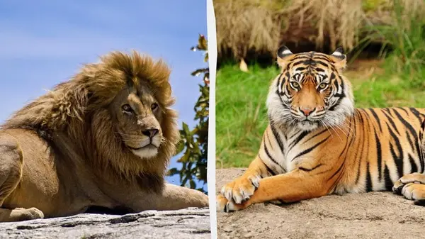 Лев против тигра: кто победит в бою и действительно получит титул «царя зверей»