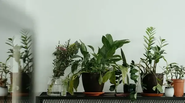 Эти пять комнатных растений защищают дом от нечистой силы, бедности и болезней