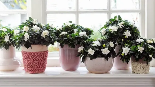 Как уберечь комнатные растения от сухого воздуха и батарей