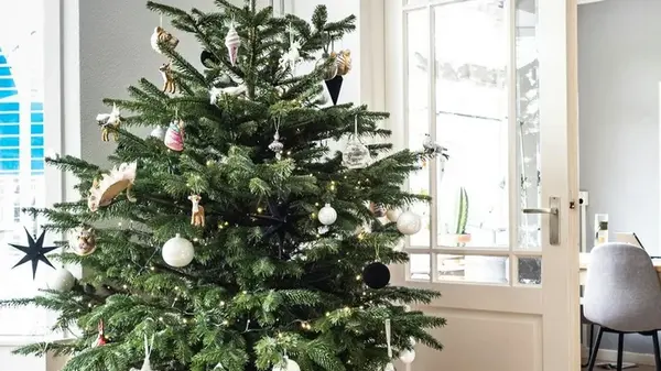 Этот секрет спасет вашу живую новогоднюю елку от быстрого осыпания — вот что нужно делать