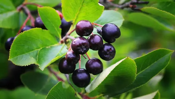 Черное золото: этот фрукт способен регулировать уровень сахара в крови и артериальное давление