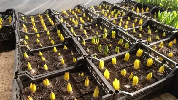 Как вырастить тюльпаны к 8 марту: когда и как садить