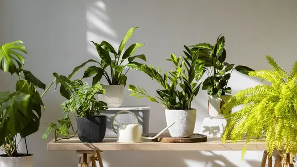 Ошибка, из-за которой комнатные растения погибают: как и когда правильно вносить удобрения