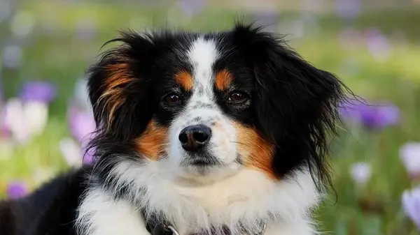 Пять признаков, что собака разочарована, и как этого избежать — объяснение ветеринара