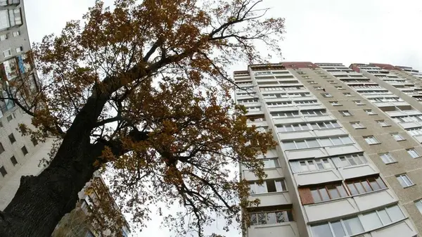 Какие деревья плохо растут возле домов: их уже не сажают даже в городах