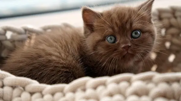 Почему кот постоянно меняет место для сна: эксперты перечислили 8 причин