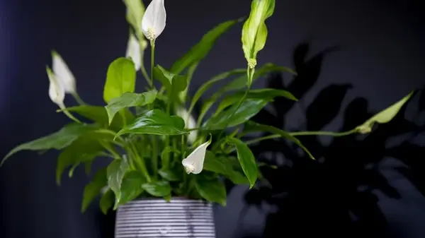 Как разделить спатифиллум, чтобы получить больше цветов и улучшить здоровье корней