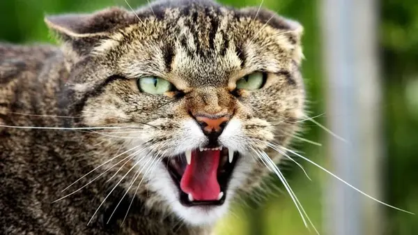 Какие знаки подают кошки перед приходом беды — будьте начеку