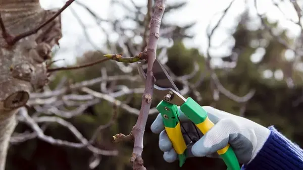 Ошибки садоводов зимой: какие растения категорически нельзя обрезать в январе